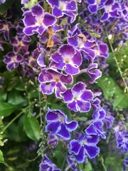 Duranta dombeyana