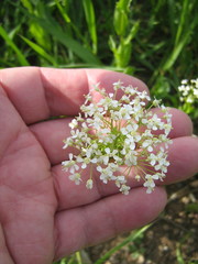 Lepidium draba