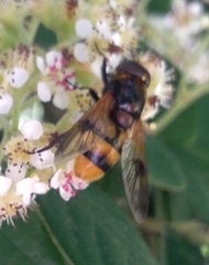 Volucella elegans