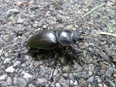 Lucanus cervus