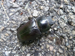 Lucanus cervus