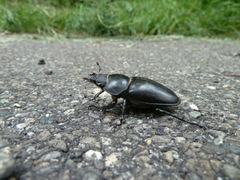 Lucanus cervus