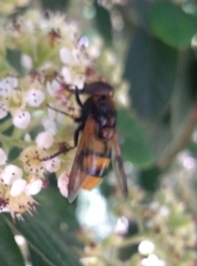 Volucella elegans