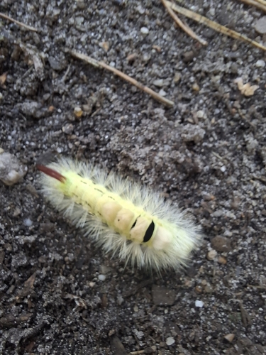 Pale Tussock Moth