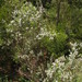 Leucophyllum ambiguum - Photo (c) Opuntia Cadereytensis,  זכויות יוצרים חלקיות (CC BY-NC), הועלה על ידי Opuntia Cadereytensis