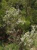 Hierba del Cenizo - Photo (c) Opuntia Cadereytensis, algunos derechos reservados (CC BY-NC), subido por Opuntia Cadereytensis
