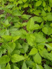 Urtica dioica
