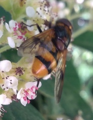 Volucella elegans