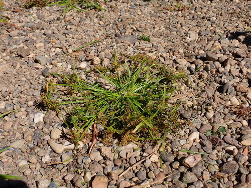 Brown Flatsedge