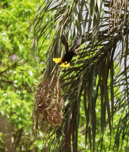 Crested Oropendola
