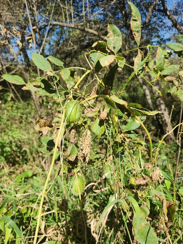 prickly cucumber