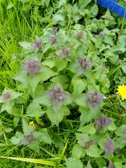 Lamium album