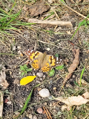 Painted Lady