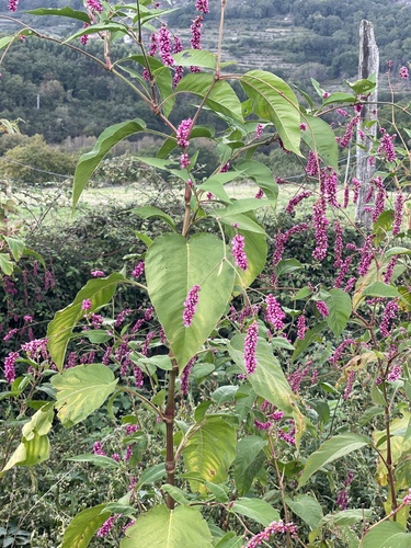 Persicaria orientalis observed 2026-10-03