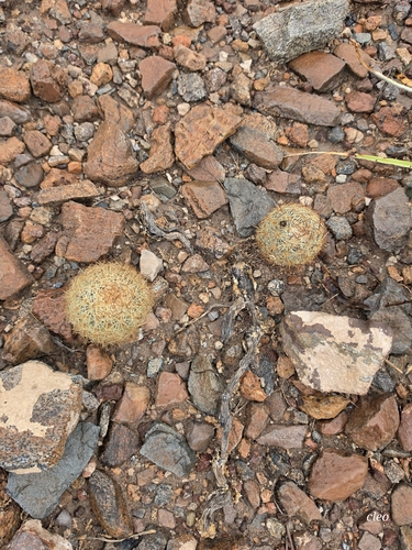 Warnock's Cactus