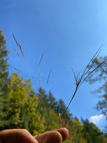 Agrostis canina observed 2026-10-03