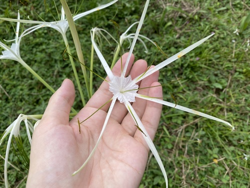 Beach Spider Lily