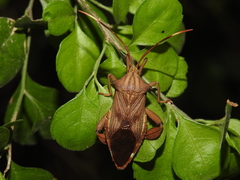 Melucha quadrivittis