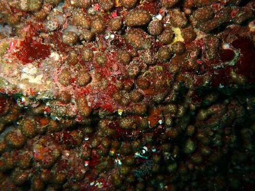 Madracis observed 2026-09-27