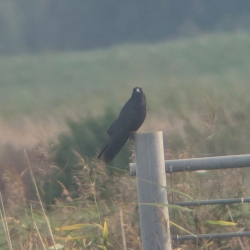 Carrion Crow