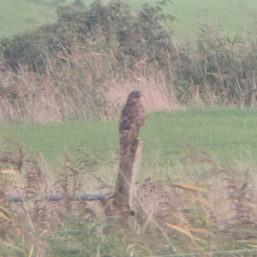 Common Buzzard