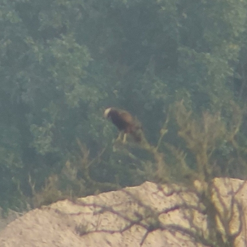 Western Marsh Harrier
