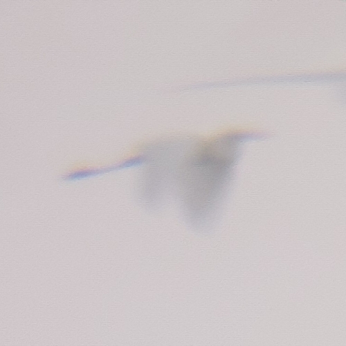Great Egret