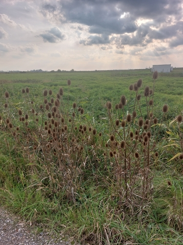 wild teasel