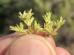 Loeflingia squarrosa