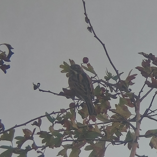 Reed Bunting