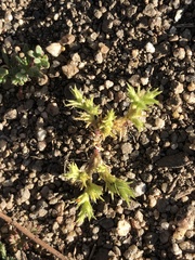 Loeflingia squarrosa