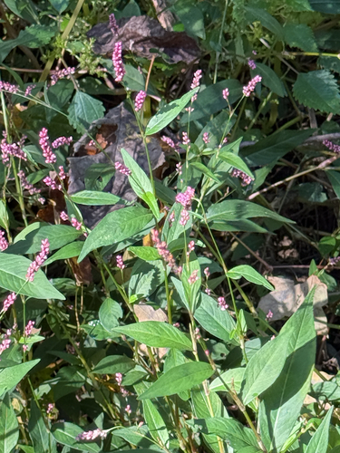 low smartweed