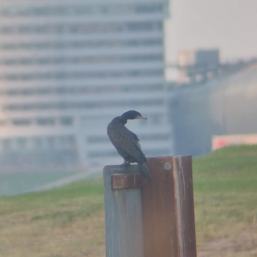 Great Cormorant