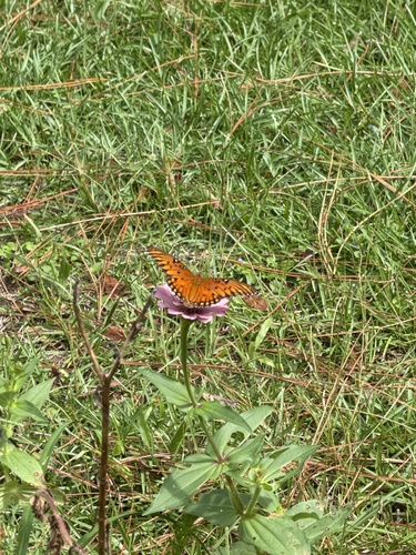 Gulf Fritillary