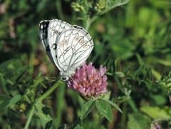 Melanargia arge