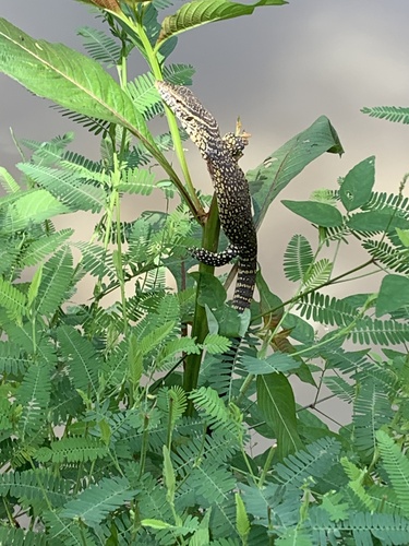 Nile Monitor