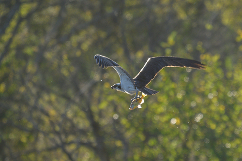 Osprey