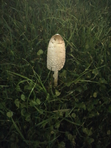 Shaggy Mane