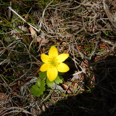 Anemonastrum richardsonii