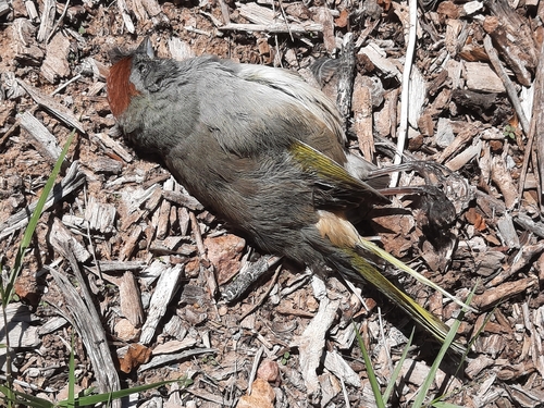 Green-tailed Towhee