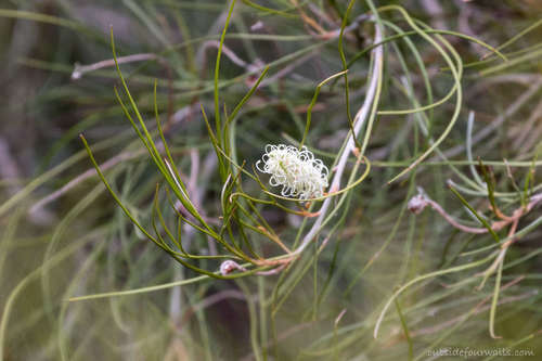 Image of Grevillea pterosperma by (c) outsidefourwalls, some rights reserved (CC BY)