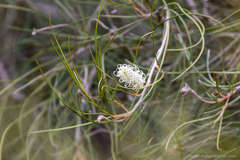 Grevillea pterosperma