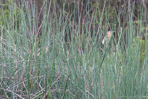 Black-backed Bittern (Botaurus dubius), photo 2