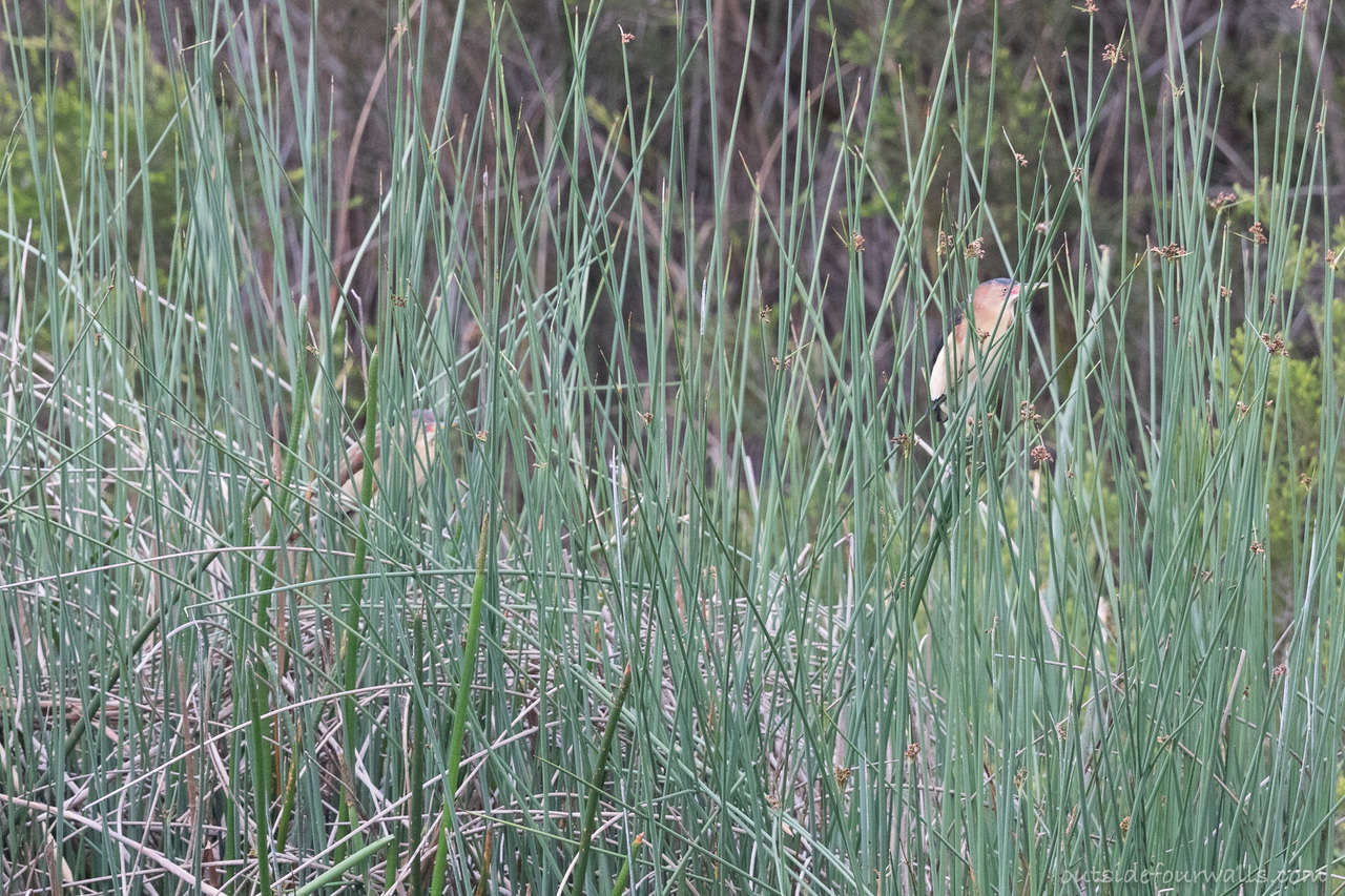 Black-backed Bittern illustration