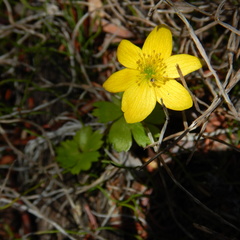 Anemonastrum richardsonii