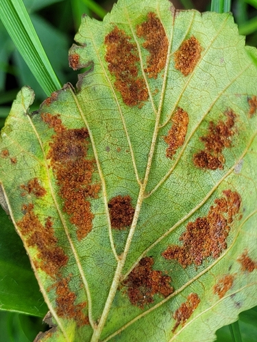 Alder erineum mite, 9205 ED Drachten, Nederland, photo 7 of 10