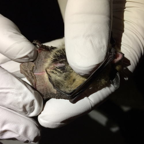 Western Small-footed Myotis