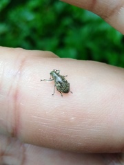 Eugnathus distinctus