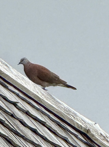 iNaturalist image