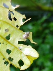 Eugnathus distinctus